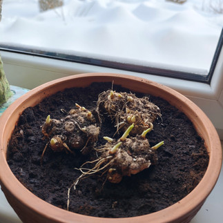 Kalija (Zantedeschia)