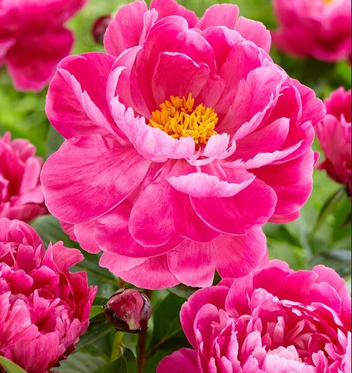 Bijūnas „Red Sarah Bernhardt“