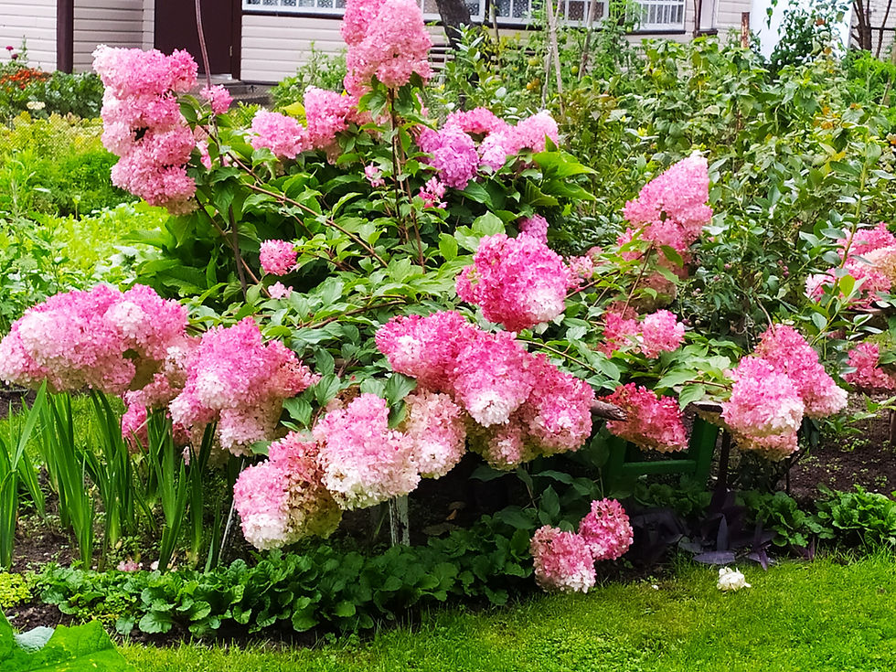 Šluotelinė hortenzija "Renhy" (Vanille Fraise)