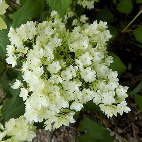 Šviesioji hortenzija 'Hayes Starburst' (Hydrangea arborescens)