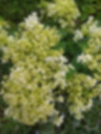 Šviesioji hortenzija 'Hayes Starburst'