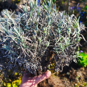 Levandų sodinukai pardavimui – kada sodinti ir kodėl verta rinktis peržiemojusius Lietuvoje