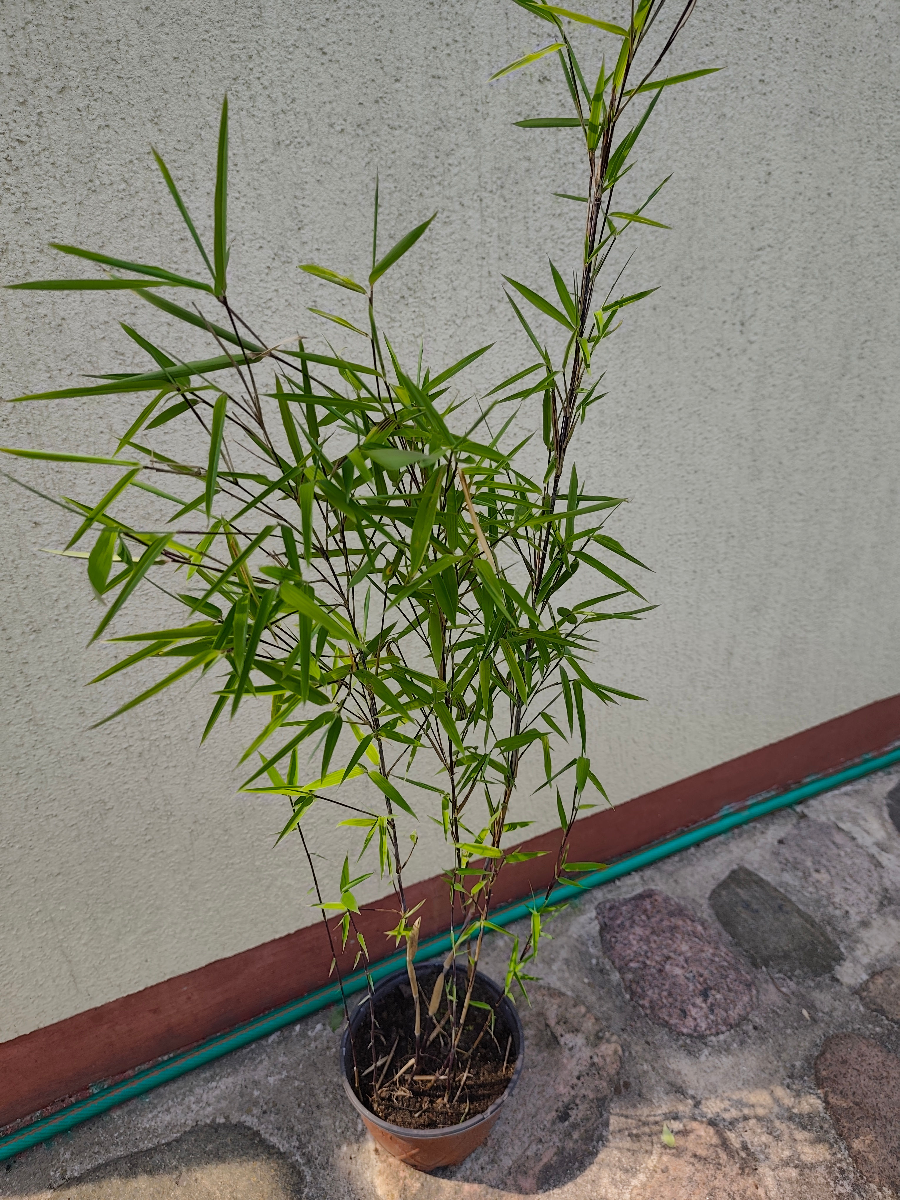 Bambukas "Black Pearl" (Fargesia nitida)