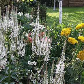 Kraujažolė "Coronation Gold"