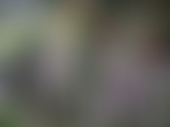 Kaip prižiūrėti levandas po pasodinimo: laistymas, genėjimas ir žiemojimas (Lavandula angustifolia)