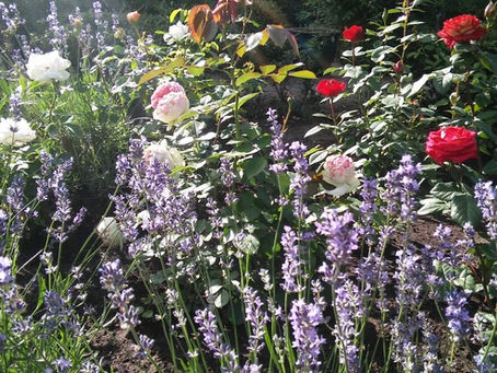 Kaip prižiūrėti levandas po pasodinimo: laistymas, genėjimas ir žiemojimas (Lavandula angustifolia)