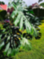 Monstera