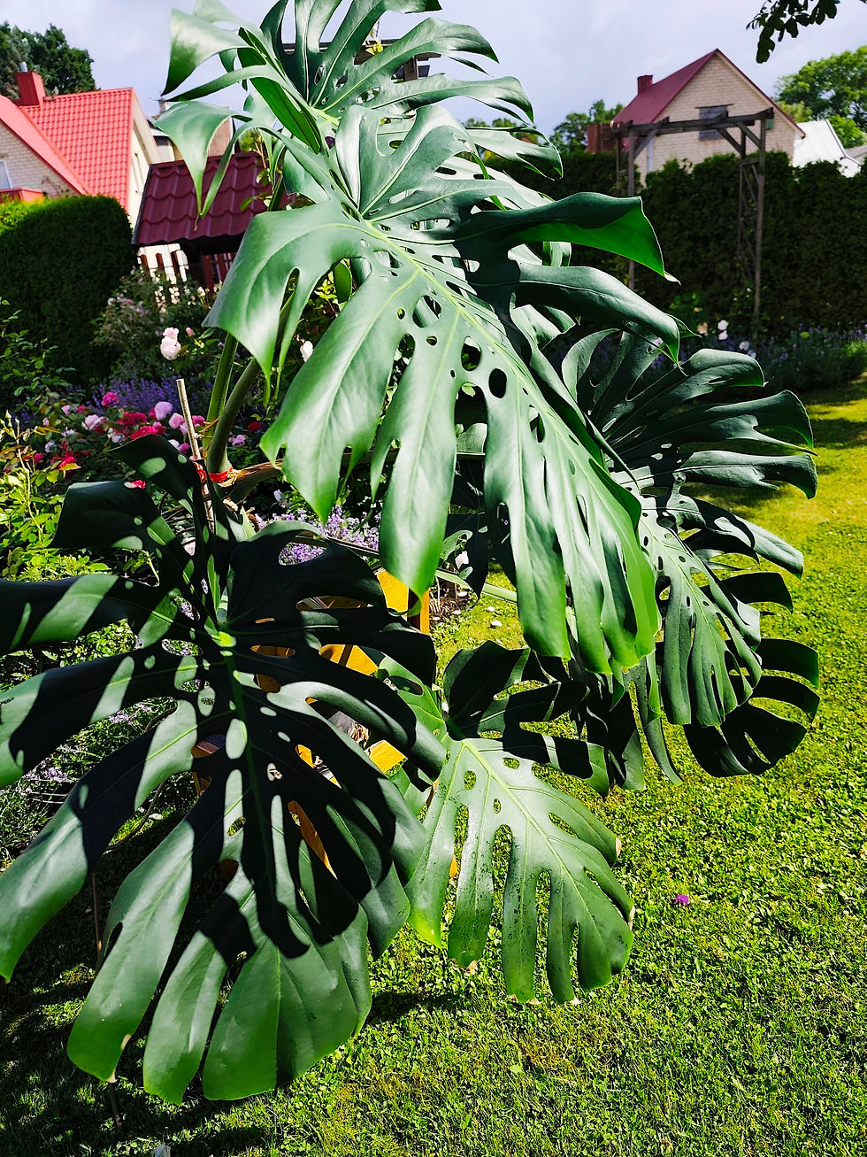 Monstera