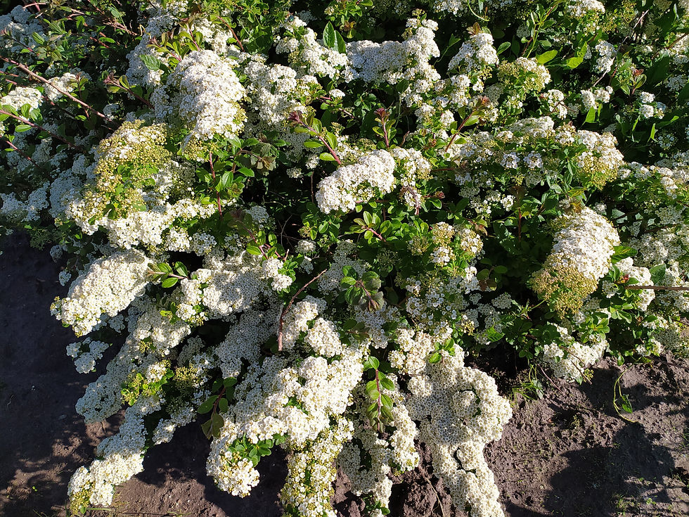 Miniatiūra: Japoninė lanksva "White Carpet"