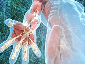 The Fascia Connection: Linking Gut Health, Brain Function, and Spinal Mobility