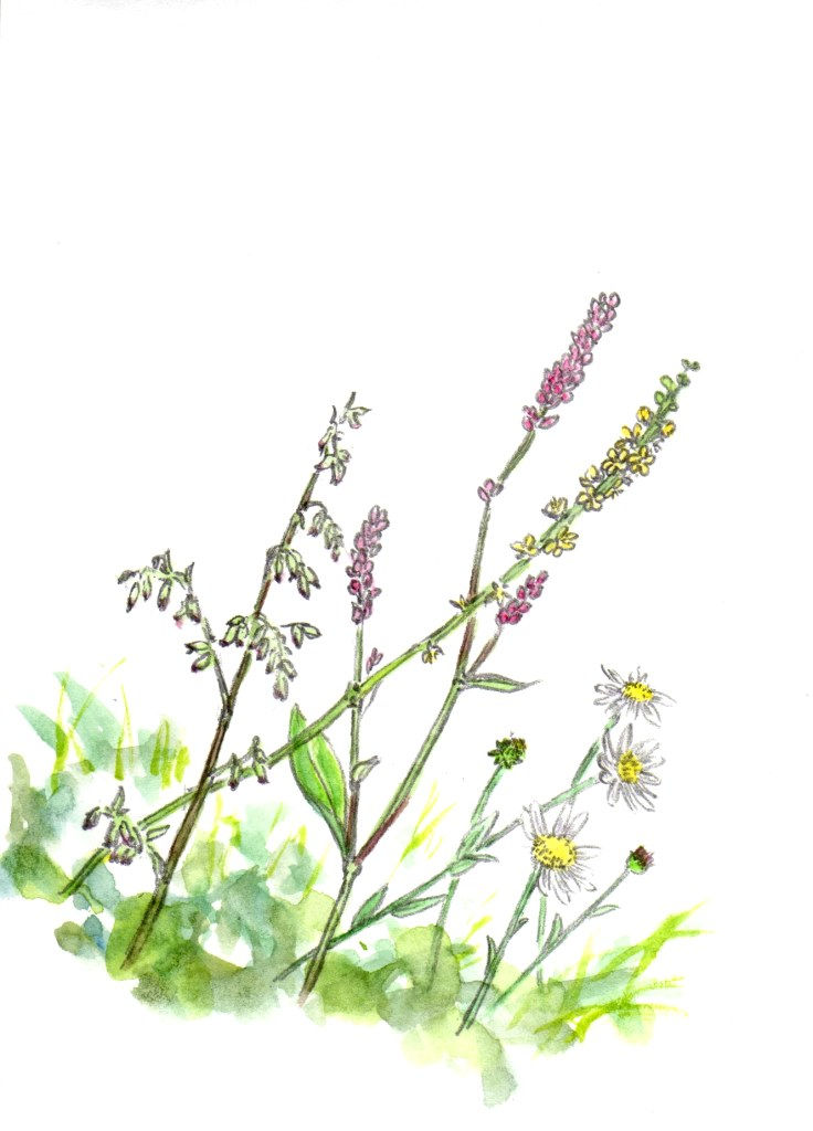 野の花（松本市）