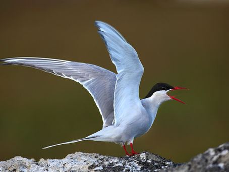 Arctic terns นกที่ได้ชื่อว่าเป็นแชมป์บินไกลที่สุดในโลก