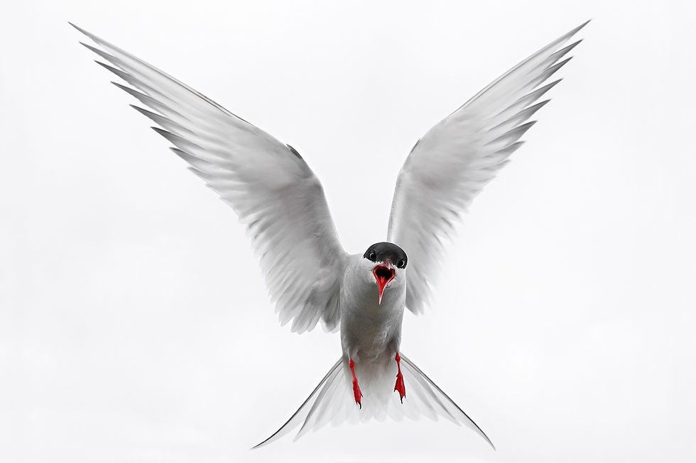 ree