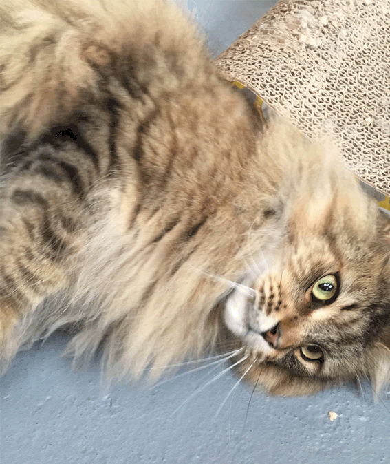 Cat 1.gif