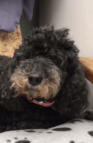 Sophie.gif