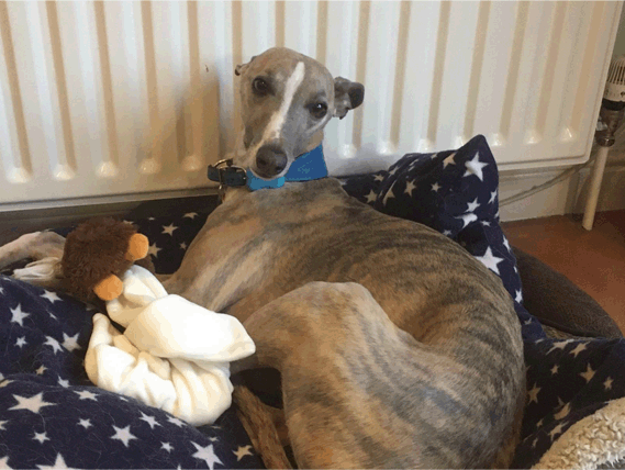 Wilbur Bed.gif