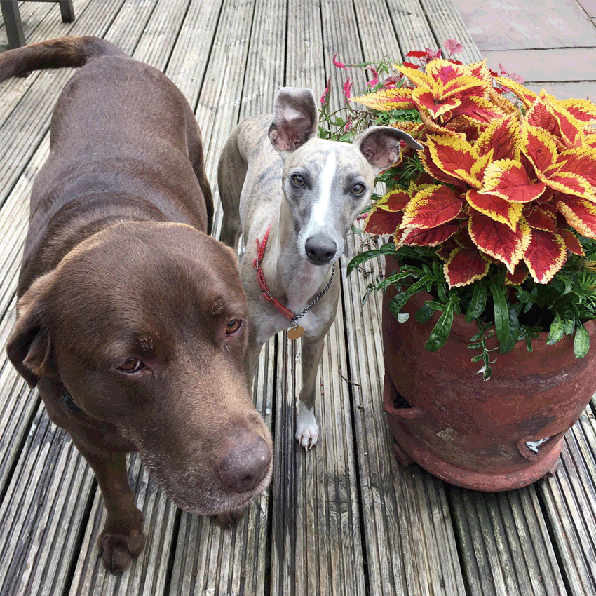 Bruno & Wilbur.gif
