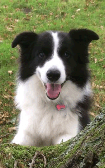 Taz.gif
