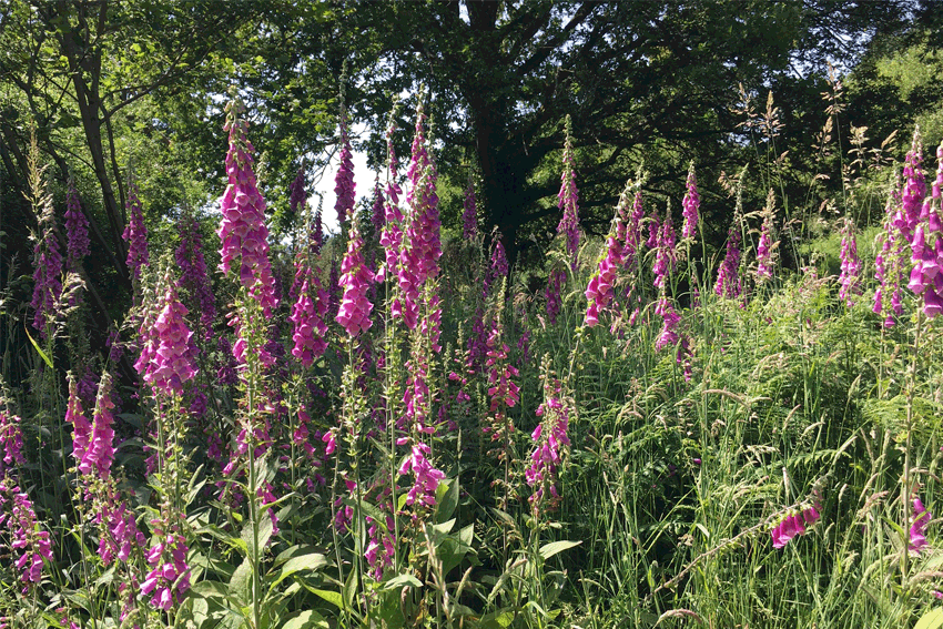 Foxgloves.gif