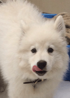 Billie.gif