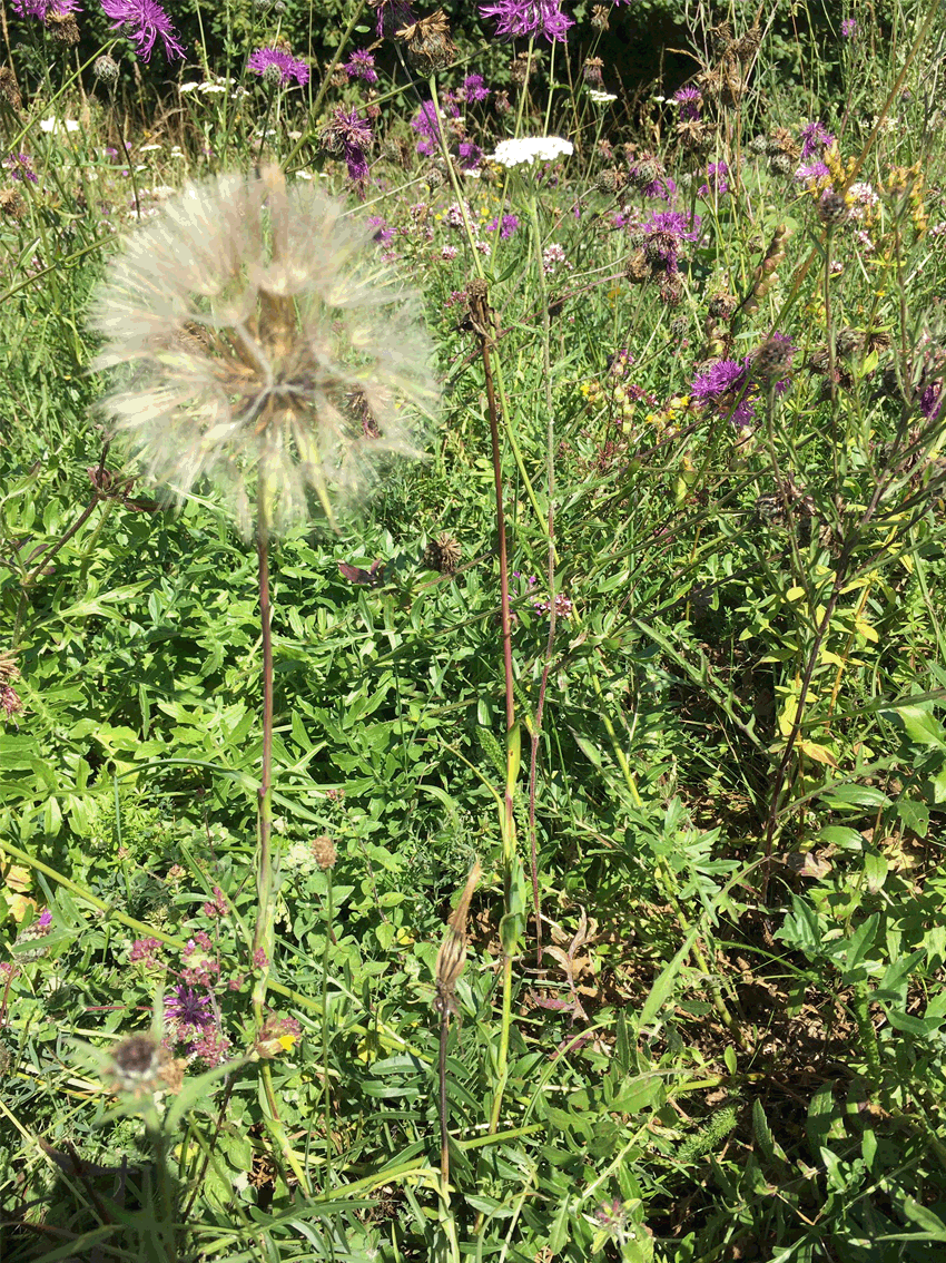Wildflowers 3.gif