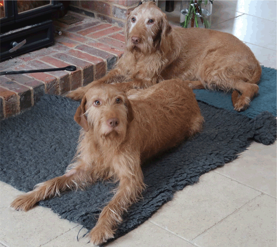 Owen's Dogs.gif