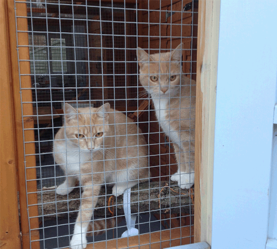 Kittens.gif
