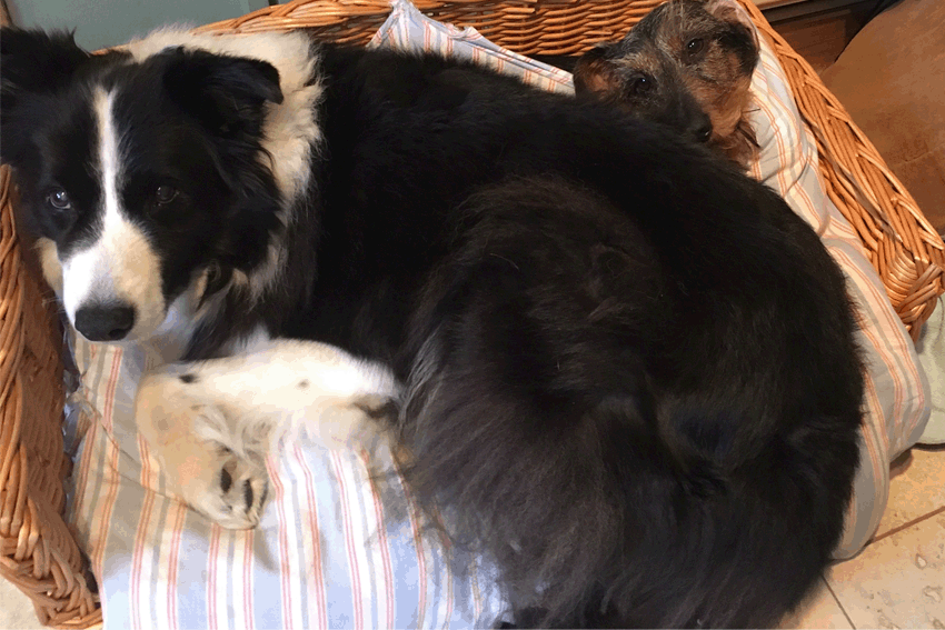 Taz & Mabel.gif