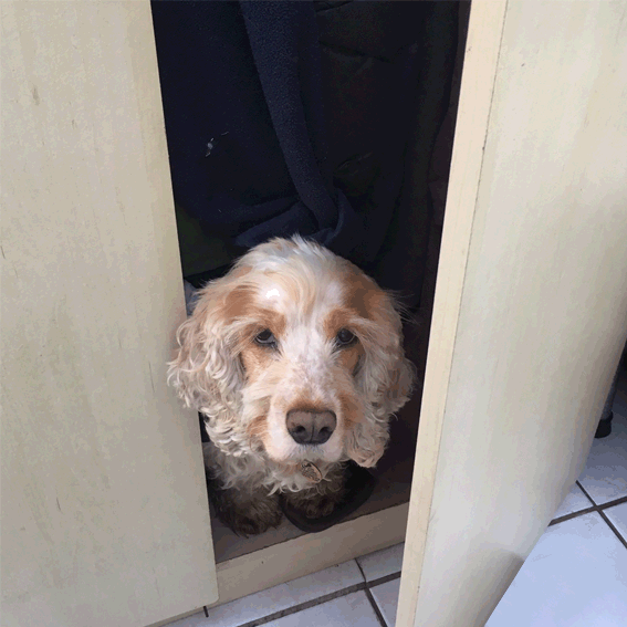 Cleo.gif