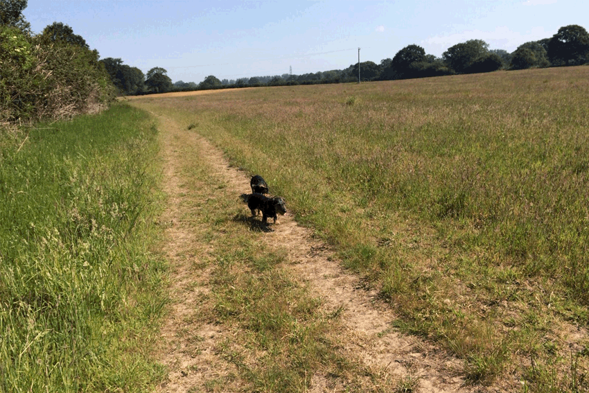 Field 2.gif