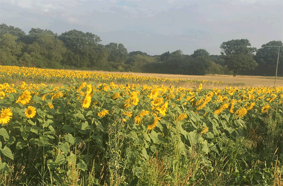 Sunflowers.gif