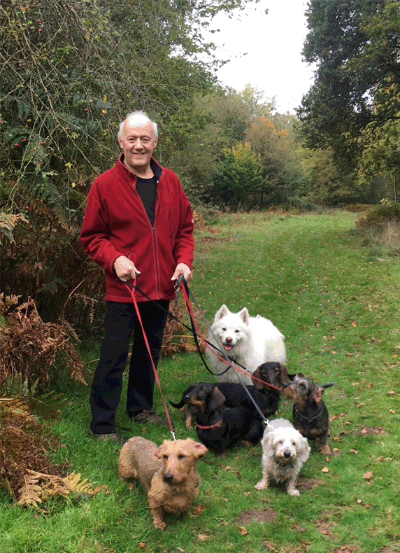 SJ and Dogs.gif