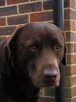 Bruno Portrait.gif