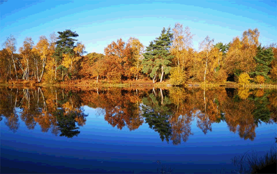 Pond.gif