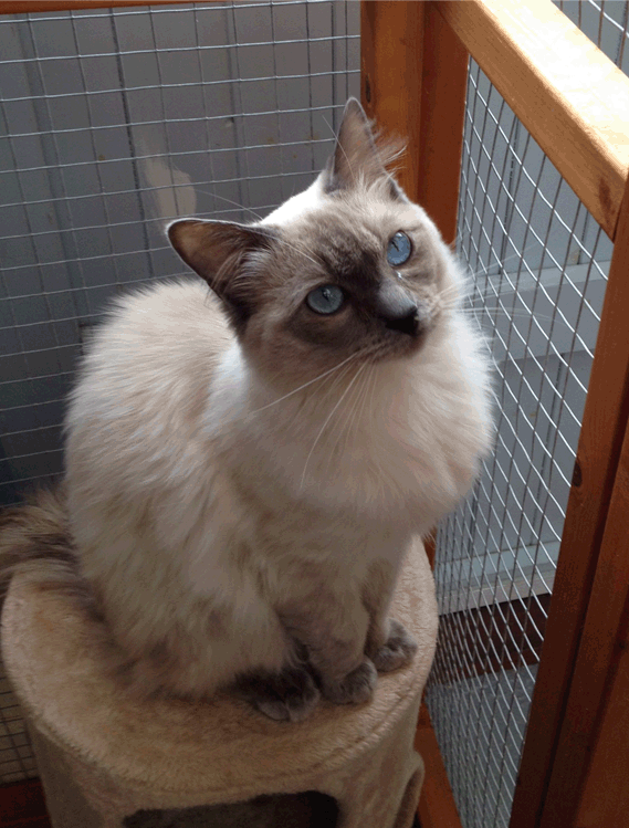 Cat 5.gif