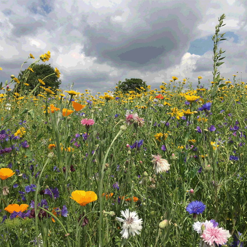 Wildflowers 1.gif