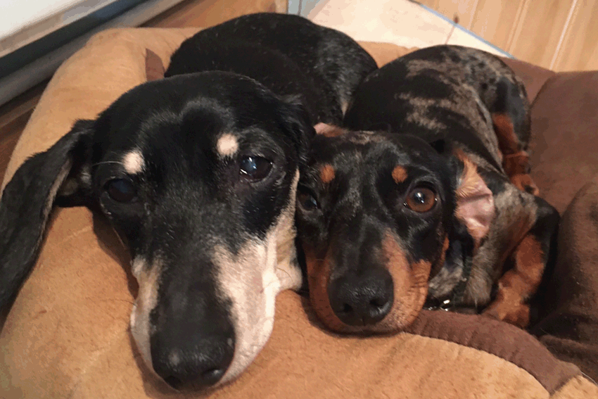 Pip & Heebie.gif