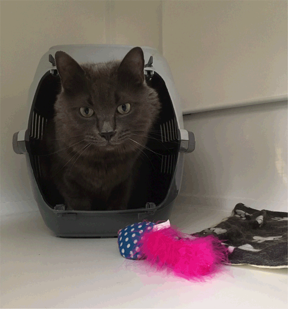 Grey Cat.gif