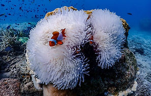 Super Corals -  a special issue