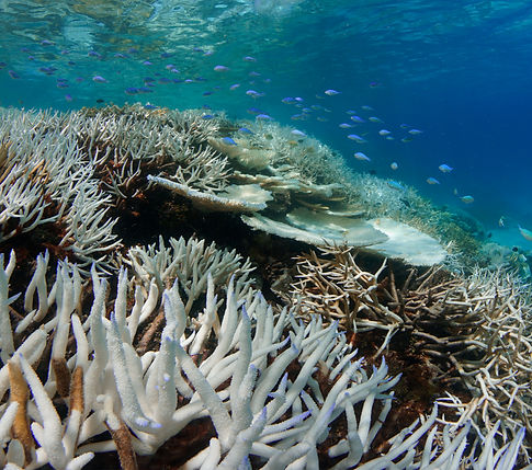 OceanImageBank_TheOceanAgency_Bleaching_22.jpg