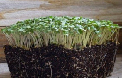 SPICY ORIENTAL MUSTARD