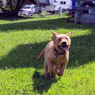 What is a Drop-In Visit?