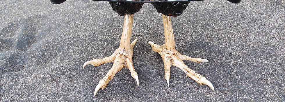 patas gallina1.JPG