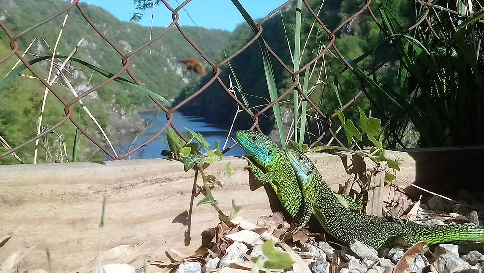 Nature sauvage dans les gorges de la haute Dordogne