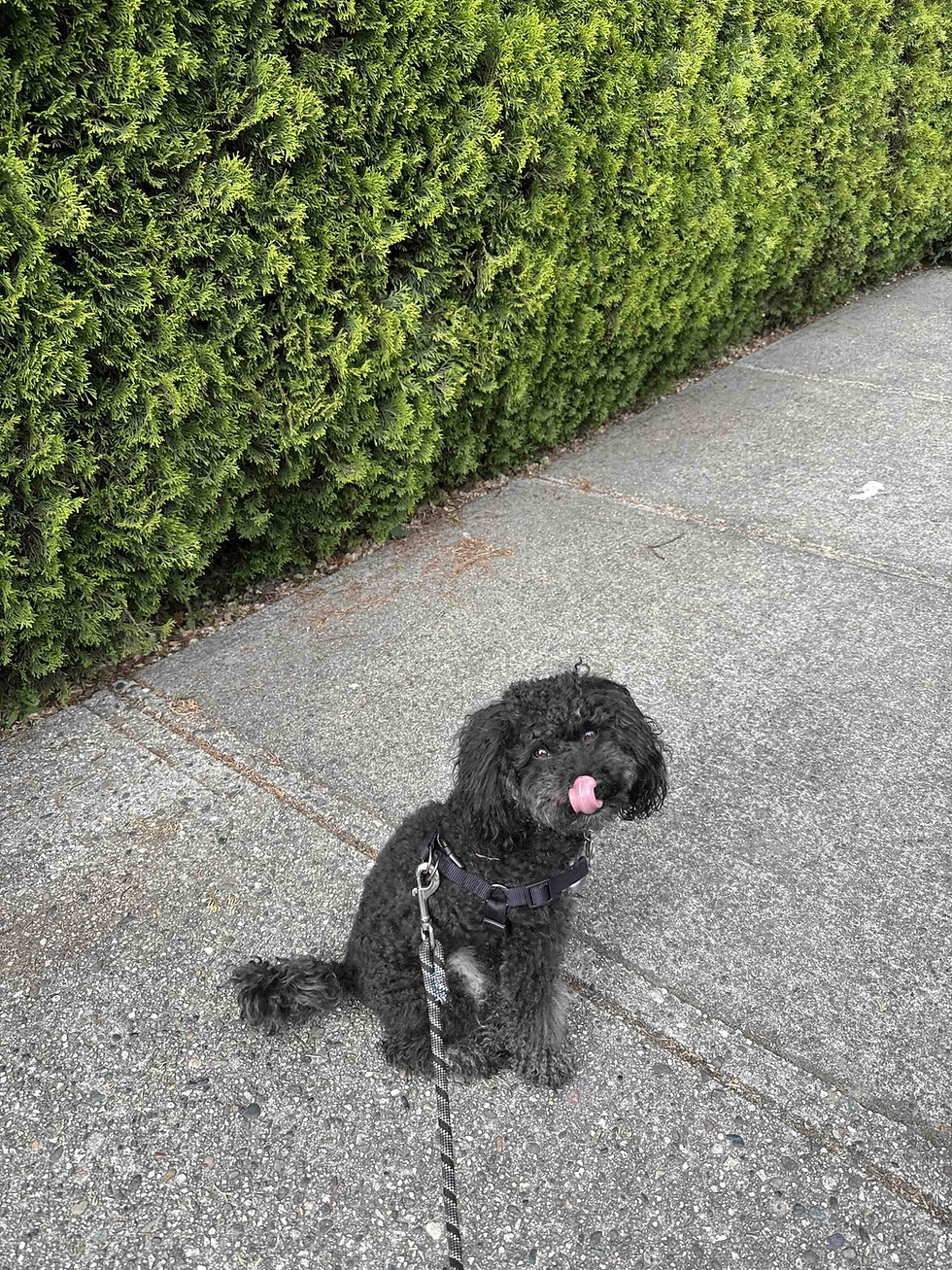 Black curly dog on a leash sits on a sidewalk beside a green hedge, licking its nose.
