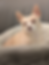 Cream Chihuahua rests on a plush gray dog bed, looking smug. Gray backdrop enhances the cozy, calm mood.