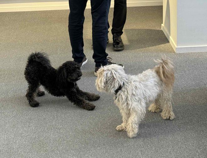 Two small dogs, one black and one white, face each other playfully indoors on a gray carpet. Human legs are visible in the background.