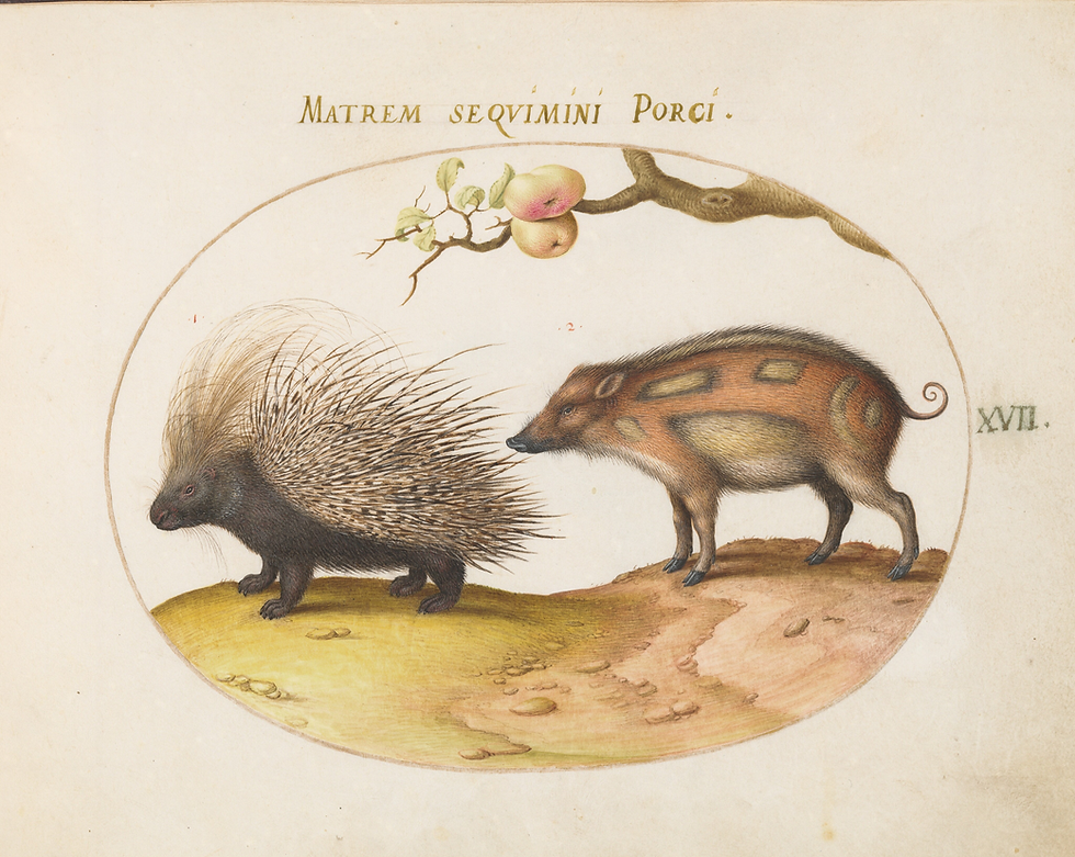 Illustrated porcupine facing a spotted pig-like animal beneath apples on a branch, with Latin text Matrem seQVimini Porci.