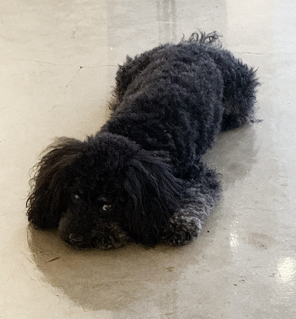 Black curly-haired dog lying on a light floor, looking up with wide eyes, relaxed indoor scene.