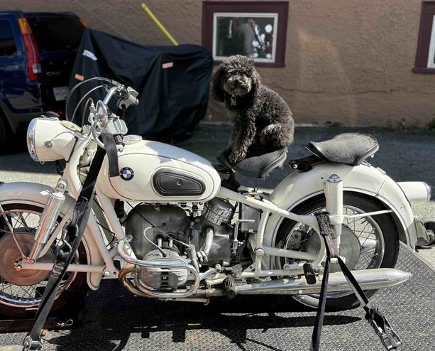 A black poodle sits atop a vintage white BMW motorcycle in a sunny driveway. A covered vehicle and beige building are in the background.